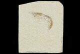 Cretaceous Fossil Shrimp - Lebanon #107458-1